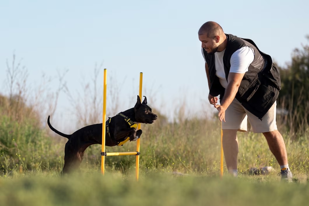 Unleashing Happiness: Exploring the Impact of Training on Your Dog’s Well-being in Sydney